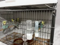 jumbo-muhabbet-kusu (1).webp
