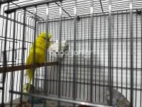 jumbo-muhabbet-kusu (2).webp