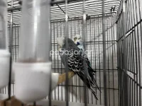 jumbo-muhabbet-kusu (3).webp