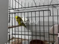 jumbo-muhabbet-kusu (6).webp