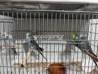jumbo-muhabbet-kusu (7).webp
