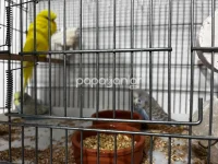jumbo-muhabbet-kusu (8).webp