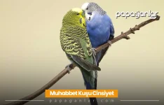 muhabbet-kusu-cinsiyet.webp