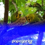 muhabbet-kusu-yemi.webp