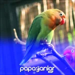 cennet-papagan-sesi.webp