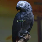 jako-papaganlarinin-zeka-seviyesi-karga-turleri-ile-kiyaslandi.webp