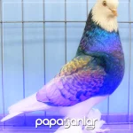 pacali-guvercin.webp