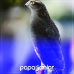 atmaca-kusu.webp