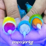 gokkusagi-ispinozu.webp