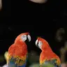 Parrot