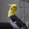 Furkan