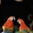Parrot