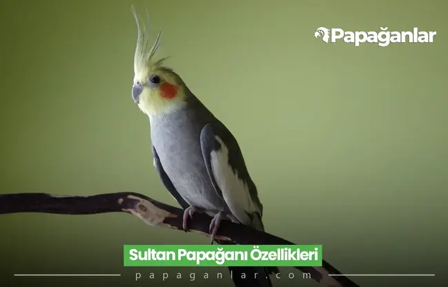 Sultan Papağanı Özellikleri, Bakımı ve Beslenmesi