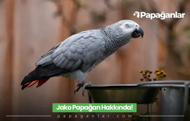 Jako Papağan Cinsleri, Fiyatları ve Ne Yer?
