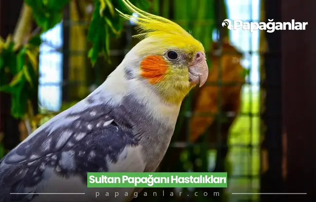 Sultan Papağanı Hastalıkları Nelerdir?