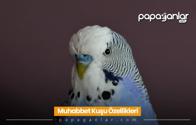 Muhabbet Kuşu Bakımı, Özellikleri ve Eğitim Rehberi