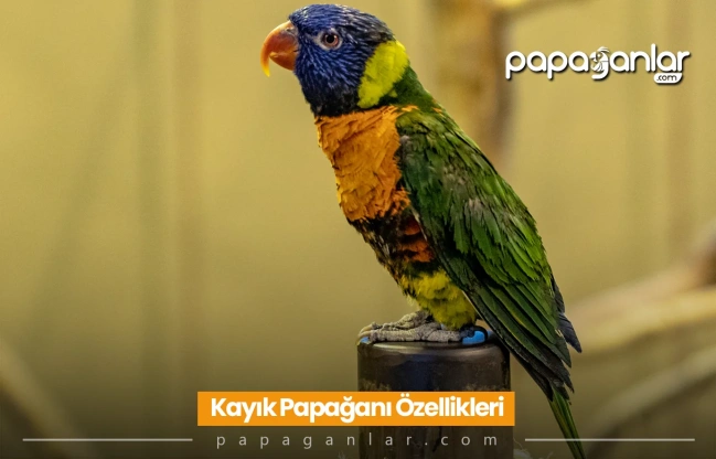 Kayık Papağanı Özellikleri, Bakımı ve Fiyatı