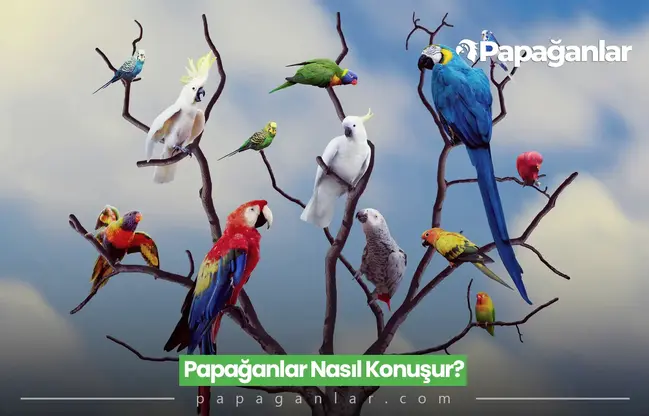 Papağanlar Nasıl Konuşur?