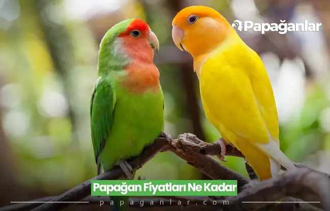 Papağan Fiyatları Ne Kadar?