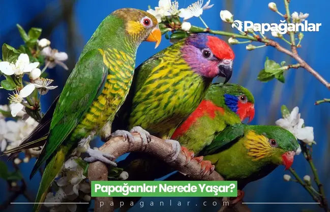 Papağanlar Nerede Yaşar?